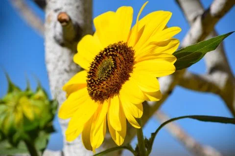 Sunflowers and Summer Stock Photos