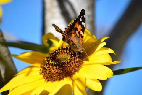 Sunflowers and Summer Stock Photos