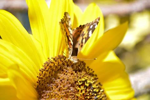 Sunflowers and Summer Stock Photos