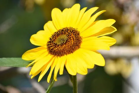 Sunflowers and Summer Stock Photos