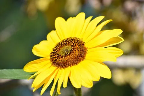 Sunflowers and Summer Stock Photos