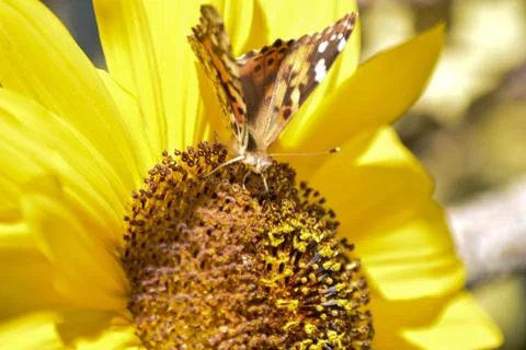 Sunflowers and Summer Foto stock
