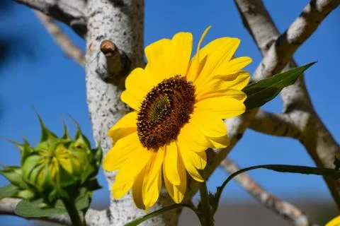 Sunflowers and Summer Stock Photos
