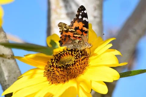 Sunflowers and Summer Stock Photos