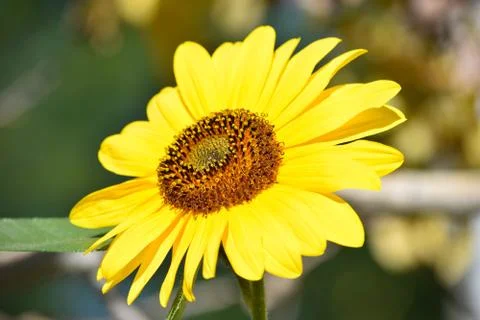 Sunflowers and Summer Stock Photos