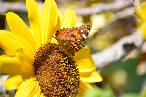 Sunflowers and Summer Stock Photos
