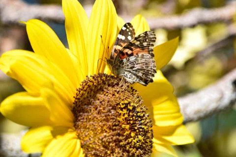 Sunflowers and Summer Stock Photos