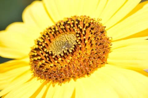 Sunflowers and Summer Stock Photos