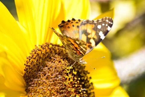 Sunflowers and Summer Stock Photos