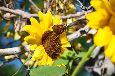 Sunflowers and Summer Stock Photos