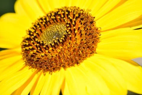 Sunflowers and Summer Stock Photos