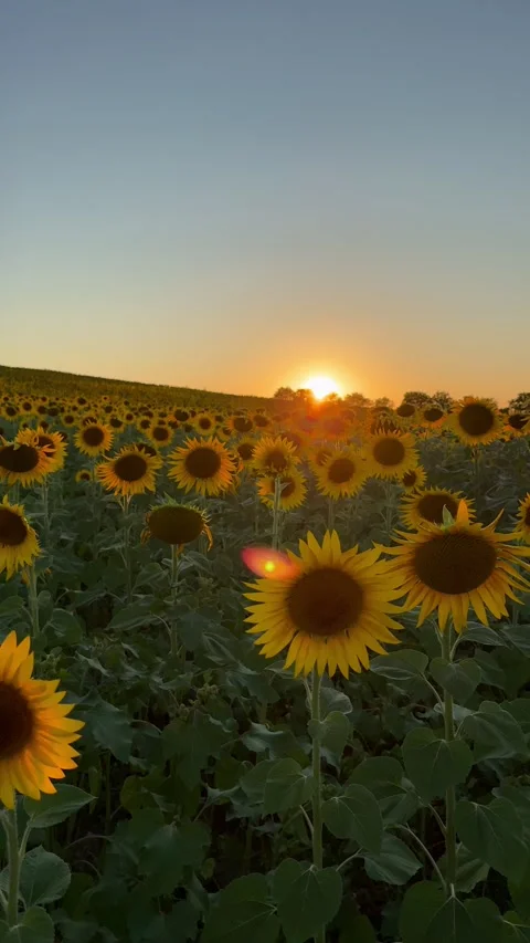 Sunflowers and sunset Stock Footage 342976141