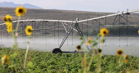 Sunflowers and water 스톡 동영상 247160595