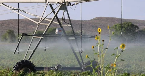 Sunflowers and water 库存影片 247160600
