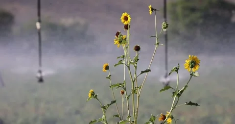 Sunflowers and water 스톡 동영상 247228224