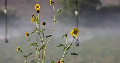 Sunflowers and water 스톡 동영상 247228237