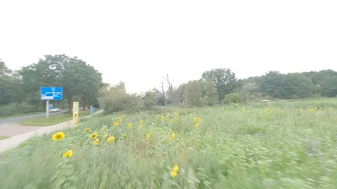 Sunflowers and windmill Video stock 248312114