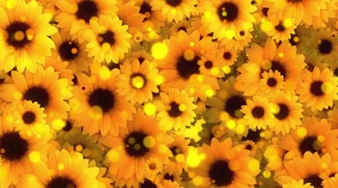Sunflowers Animated Background Stock Footage 46048712