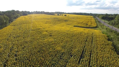 SUNFLOWERS IN AUGUST (2) Stock Footage 78709532