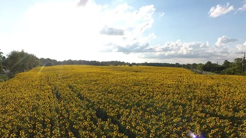 SUNFLOWERS IN AUGUST (6) Stock Footage 78709628