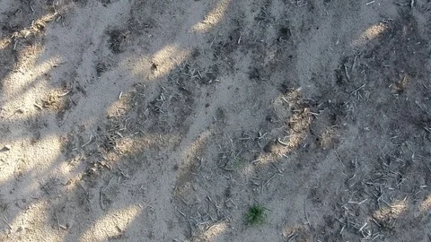 SUNFLOWERS IN AUGUST (8) Stock Footage 78709368