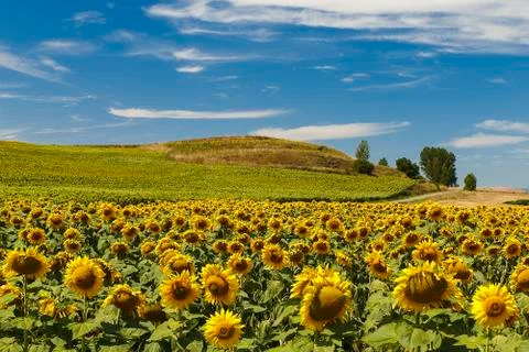 Sunflowers in august Stock Photos