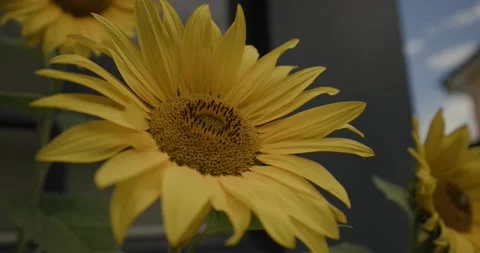 Sunflowers AUSTRALIA Видео 146668369