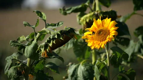Sunflowers in autumn Video stock 873906