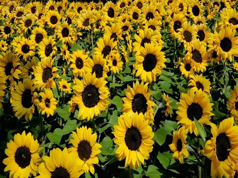 Sunflowers in the autumn Video stock 81914922