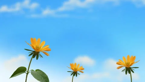 Sunflowers B loop Stock Footage 256978060