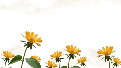 Sunflowers B loop multiple white background Stock Footage 256979264