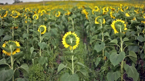 Sunflowers back 動画素材 25598620