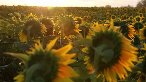 Sunflowers from the back at sunset in the field against the sky in the clouds Stockbeeldmateriaal 169012630