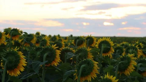 Sunflowers from the back at sunset in the field against the sky in the clouds Video stock 169012787