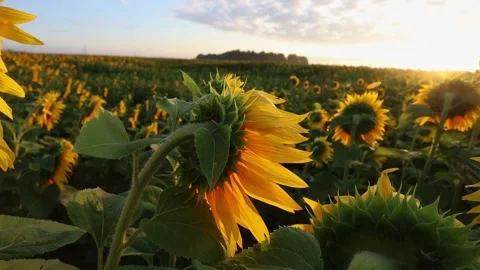 Sunflowers from the back at sunset in the field against the sky in the clouds Video stock 179520305