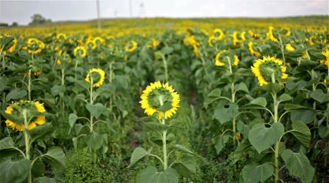 Sunflowers back view 動画素材 25607281