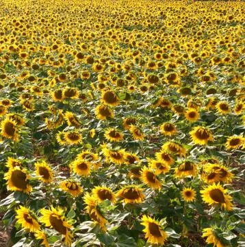 Sunflowers background Stock Photos