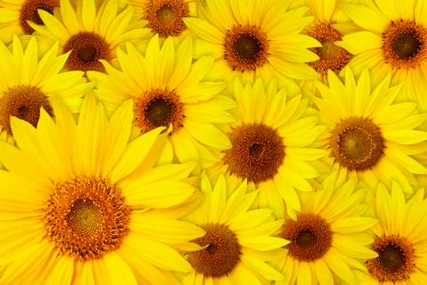 Sunflowers background Stock Photos