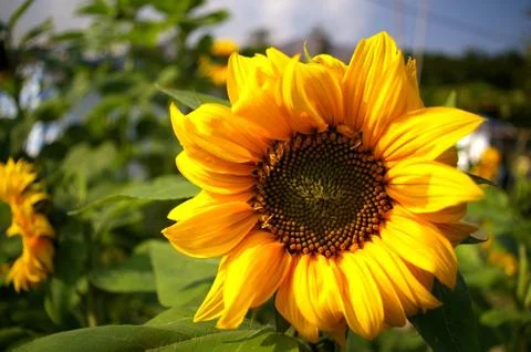 Sunflowers background Stock Photos