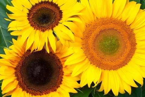 Sunflowers Background Stock Photos