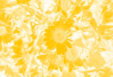 Sunflowers as a background Stock Photos