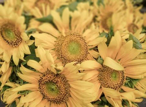 Sunflowers as a background Stock Photos