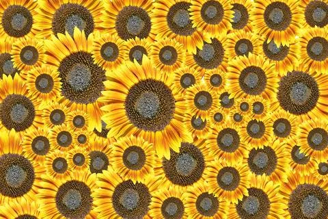 Sunflowers background Stock Photos