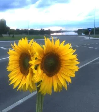 Sunflowers on the background of the road Stock Photos