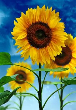 Sunflowers on background sky Foto stock