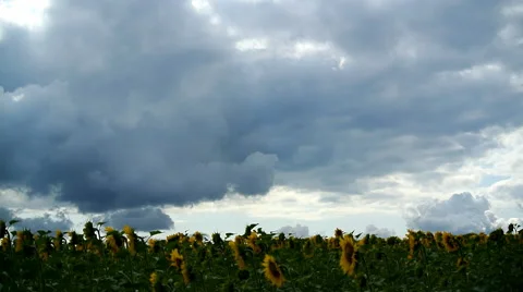 Sunflowers on a background of the sky before a thunder-storm Stock Footage 40464206