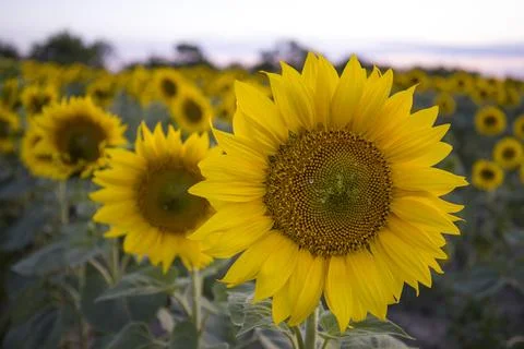 Sunflowers on the background of the sunset. Stock Photos