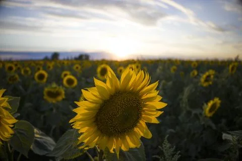Sunflowers on the background of the sunset. Stock Photos