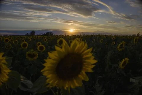 Sunflowers on the background of the sunset. Stock Photos