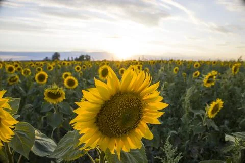 Sunflowers on the background of the sunset. Stock Photos
